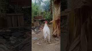 Ayam Ketawa Durasi 3 Menit Warna Putih namanya PURNAMA