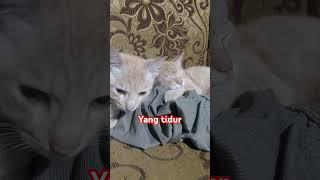 Kucing lucu minum obat tidur #cat #funnycats #catlover #kucinglucu #funny #meong #funnypets #kucing