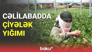 Cəlilabadda çiyələk yığımı