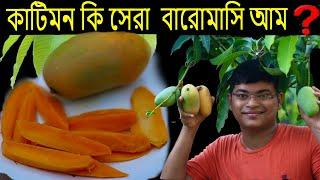 এত মিষ্টি কাটিমন আম    কাটিমন কি সব থেকে সেরা বারোমাসি আম ?  A-Z of growing Katimon mango