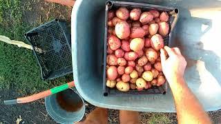 Второй урожай картофеля за сезон