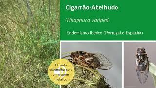 Cigarrão-Abelhudo Hilaphura varipes no Alentejo