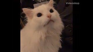 Thurston the cat Full video