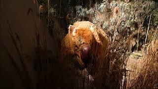 Naracoorte  Caves Megafauna Animatronics South Australia