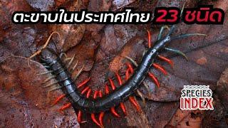ตะขาบในไทย 23 ชนิด  Species Index