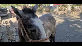 Caballos y Potrancas en Venta en El Tránsito San Miguel El Salvador On 01022023