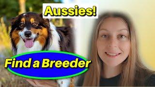 A bit about Australian Shepherds