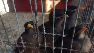 myna birds for sale  common myna birds market  Indian bird singing