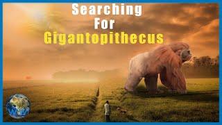 Searching for Gigantopithecus