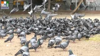 DOVE  PAVURALU  Pigeons  4K VIDEO  ULTRA HD VIDEO