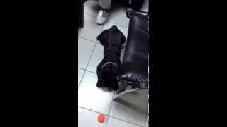 dog playing ball