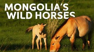 Finding Mongolias Incredible Wild Horses  Art Wolfes Travel To The Edge