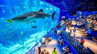 Top 5 Best Aquariums in The World  Worlds Largest Aquarium