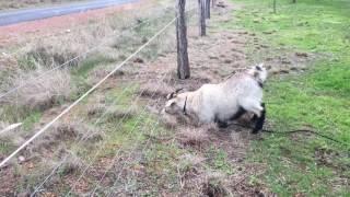 Electric fence Vs goat
