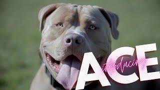 INTRODUCING XL AMERICAN BULLY ACE