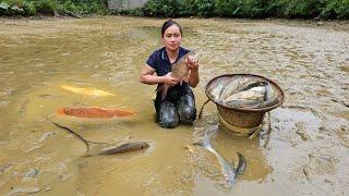 295 Days Harvest Fish Agricultural Fruit Goes to market sell - Cooking Build Farm