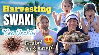 Harvesting Swaki  Melason Family Vlog