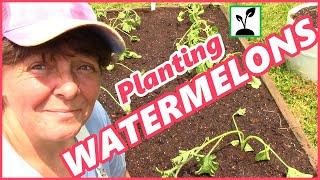 Planting Watermelon In Our Raised Bed Garden  How To Grow Watermelons