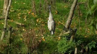 10 hours of grey heron watching with frogs and birds singing - Nature sounds for sleep relax stres