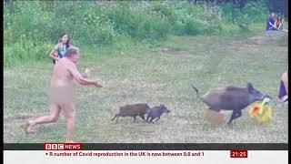 Nudist in Berlin chases boar who steals his bag fun story Germany - BBC News - 7th August 2020