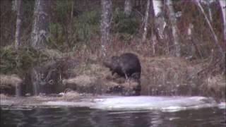 Majavan Metsästys Beaver hunting 2019 Jakso 3 osa 3