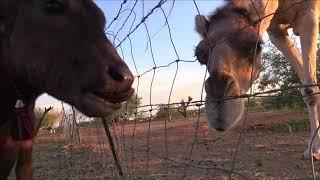 Nandi meets Baby & Nessie Water Buffalo meets 2 Camels