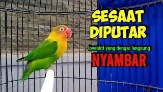 Lovebird ngekek panjang AMPUH buat Pancingan lovebird  SESAAT diputar Labet apapun langsung BUNYI