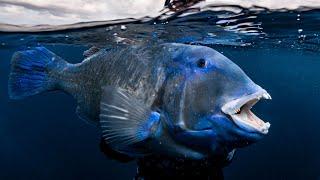 BLACKSPOT TUSKFISH Spearfishing - Fish in Focus