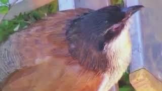 Burchells Coucal Sings & Poses at Petes Pond September 5  2018