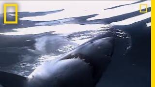 Great White Sharks  National Geographic