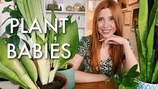 PLANT BABIES and a ramble about the Snyder Cut