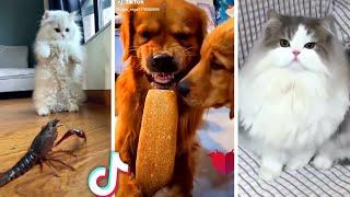 Funniest ANIMAL Videos Ever  Best Compilation of Funny PETS 
