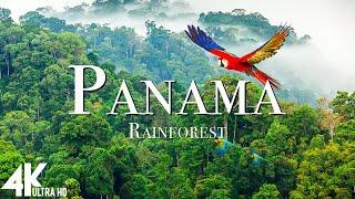 Panama Rainforest 4k - Relaxing Music Along With Beautiful Nature Videos 4K Video Ultra HD