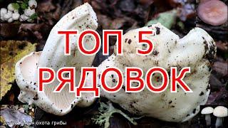 ТОП 5 рядовок широколиственных лесов