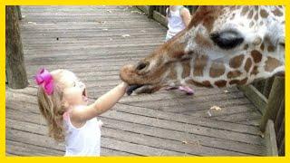 FORGET THE CATS ZOOLOGY Funny Kids vs. Animals are more fun