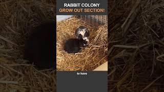 Rabbit Colony Grow Out Habitat Complete - Happy Bunnies