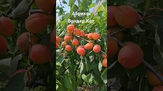 Надранні сорти абрикосу #сад #садівництво #максимгаранжа #абрикос