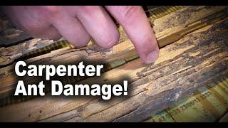 What Carpenter Ant Damage Looks Like