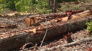 Maines logging industry is shrinking new study shows