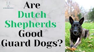 Are Dutch Shepherds Good Guard Dogs?