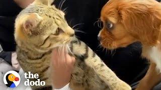 Cat Adopts His New Puppy Brother The Second He Meets Him  The Dodo