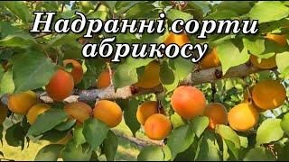 Відкриваємо сезон абрикосу.Надранні сорти абрикоса в Україні.