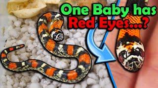 Colorful Baby Tricolor Hognose Snakes Hatching