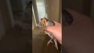 PAJARO ES LIBERADO