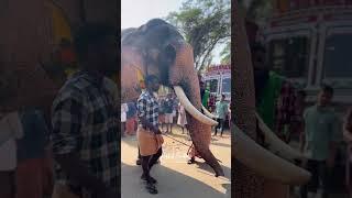 അമ്പാടി മഹാദേവൻ #youtubeshorts #keralaelephant #elephan #automobile #elephat #animals #travel