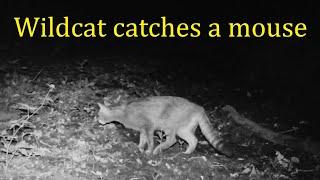 Wildcat catches a mouse  Лесной кот ловит мышь