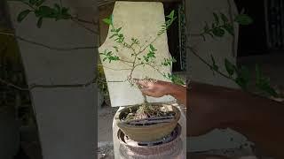 wiring and bending Premna bonsai  #bonsai #premnamicrophylla #premnabonsai