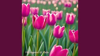 The Fragrance of Tulips
