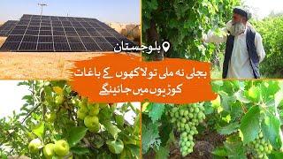 Balochistan No electricity threatens millions invested in fruit gardens   Loksujag