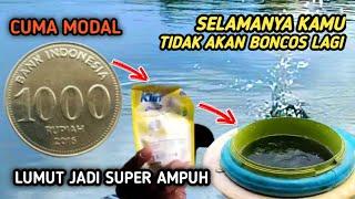 NYATA  CAMPURAN LUMUT INI DI SUKAI IKAN Mancing Nila